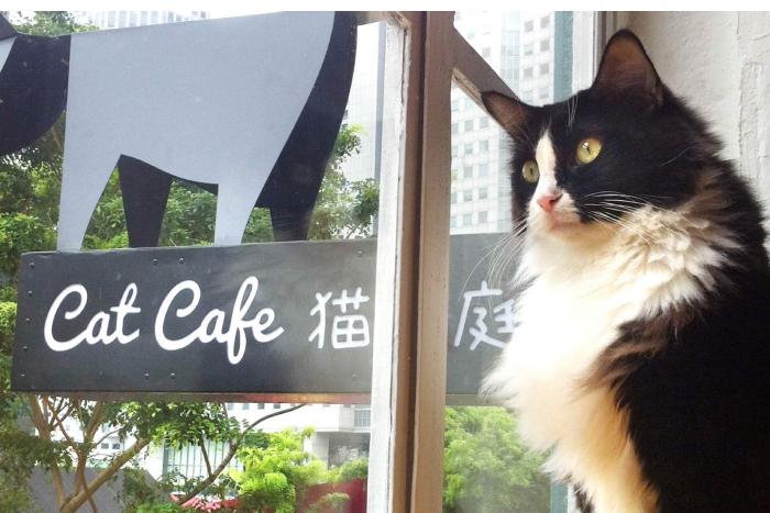 Grab a cuppa in a cat cafe 
